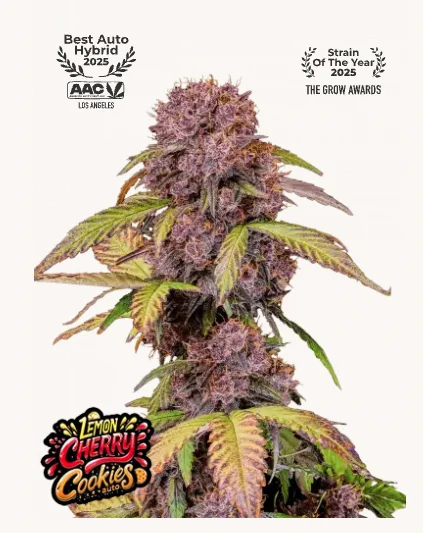 Lemon Cherry Cookies Auto FastBuds - Premium autoflower with citrus lemon-cherry profile, sweet cookie notes, high resin production