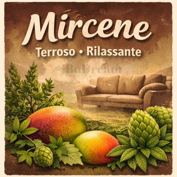 Aromatic map of cannabis showing the terpene myrcene, with aromas of mango, hops, thyme, and citronella, earthy and musky atmosphere, cannabis terpenes.