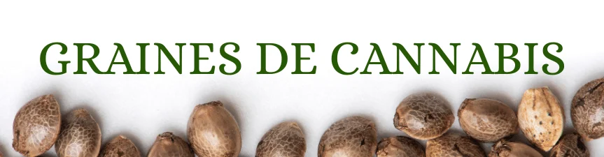 GRAINES DE CANNABIS