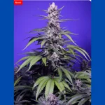 SWEET SEEDS - PERMANENT MARKER XL AUTO® FEM (SWS120)