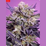 SWEET SEEDS - PINK GUAVA F1 FAST VERSION® FEM (SWS124) | 100 SEMI