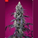 SWEET SEEDS - TROPICANNA CHERRY XL AUTO® FEM (SWS122) - immagine 2