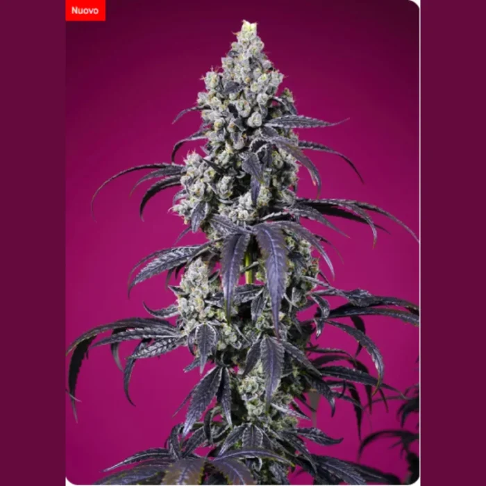 SWEET SEEDS - TROPICANNA CHERRY XL AUTO® FEM (SWS122) - immagine 2