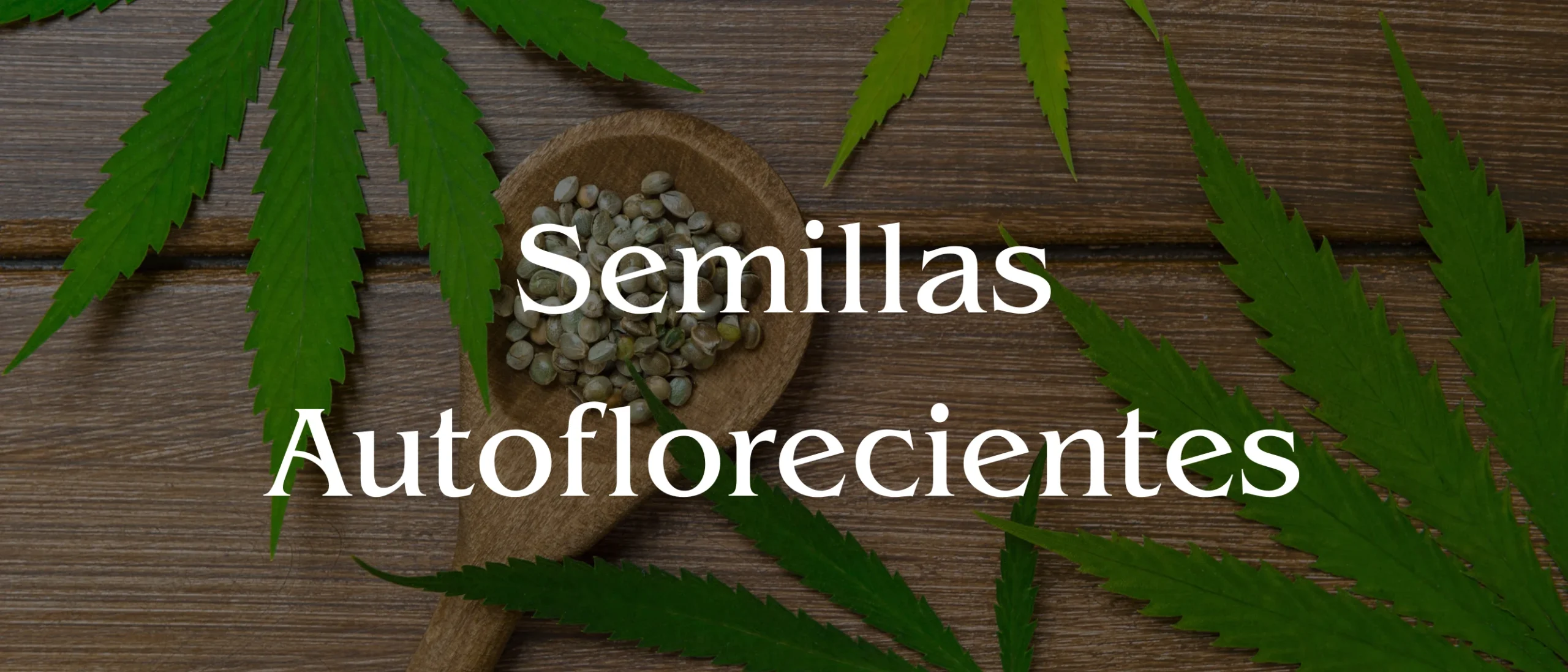 Semillas Autoflorecientes