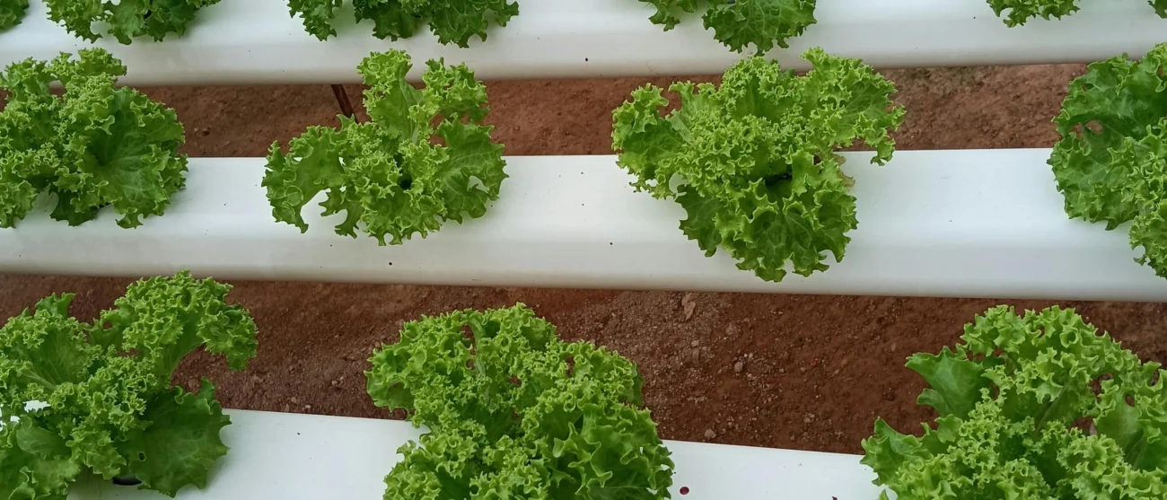 Serra idroponica moderna con coltivazione fuori suolo