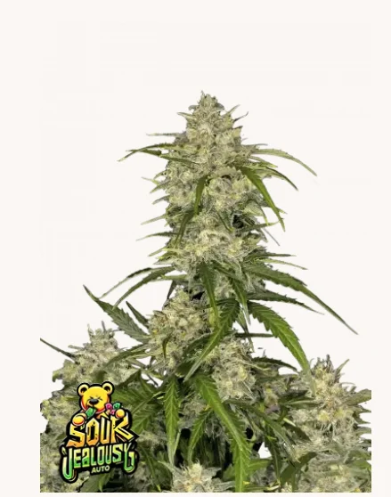 Sour Jealousy Auto FastBuds - Autoflower intense sour citrus profile, diesel-gassy notes, for pungent flavor lovers