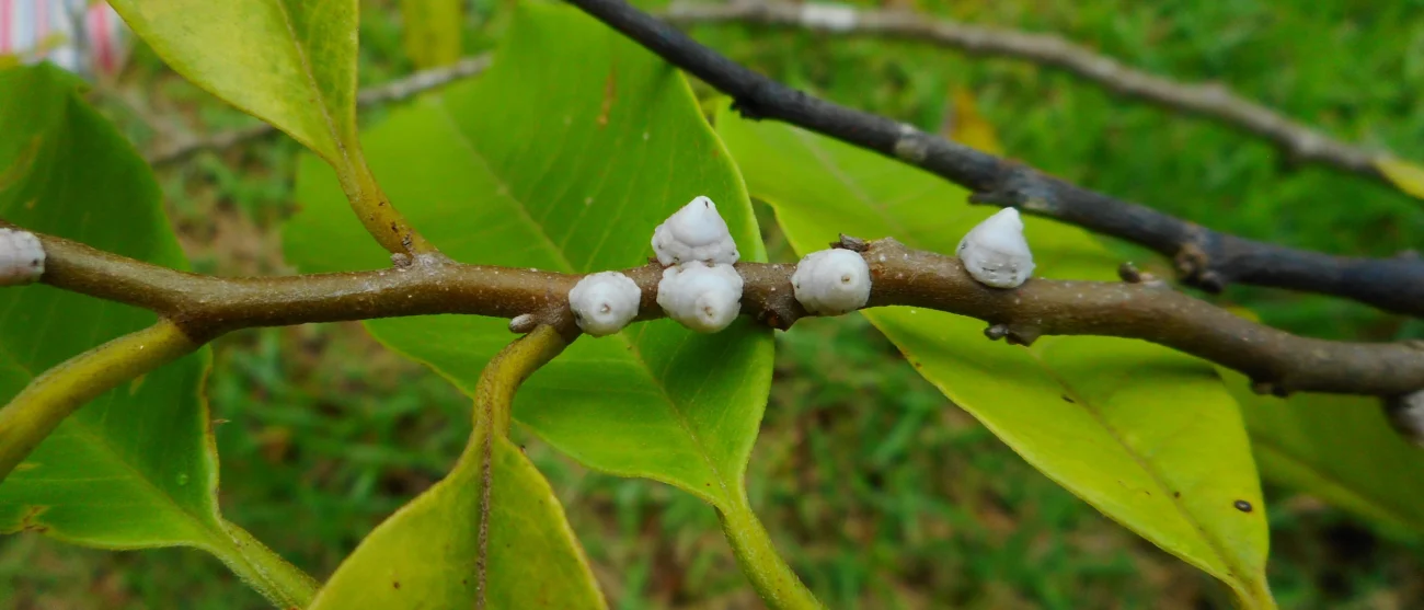 Cocciniglia a scudetto aderente ai rami delle piante