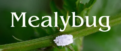 Cocciniglia cotonosa su foglia verde, infestazione iniziale