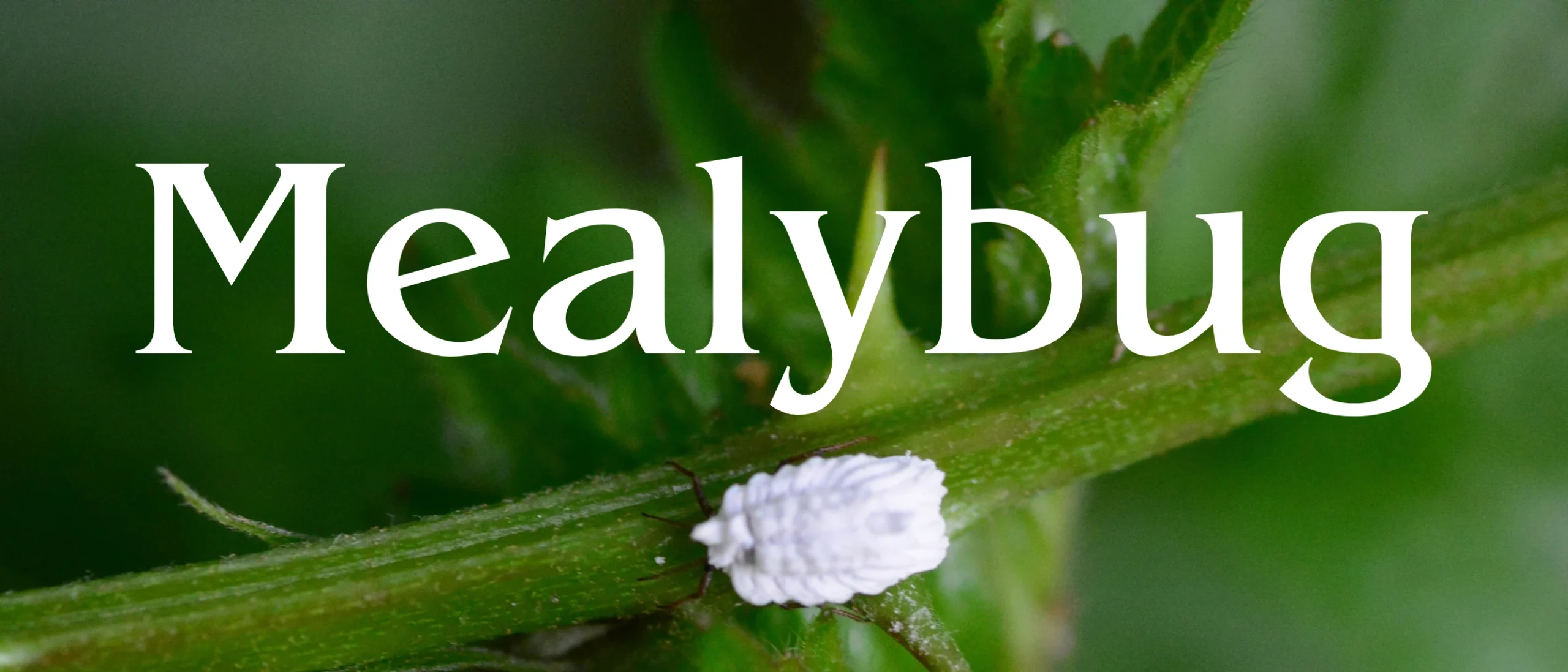 Cocciniglia cotonosa su foglia verde, infestazione iniziale