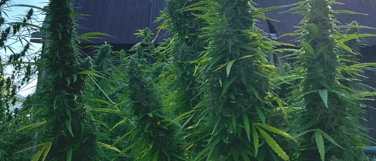 Cocciniglia su cannabis coltivata indoor, infestazione nei nodi fogliari