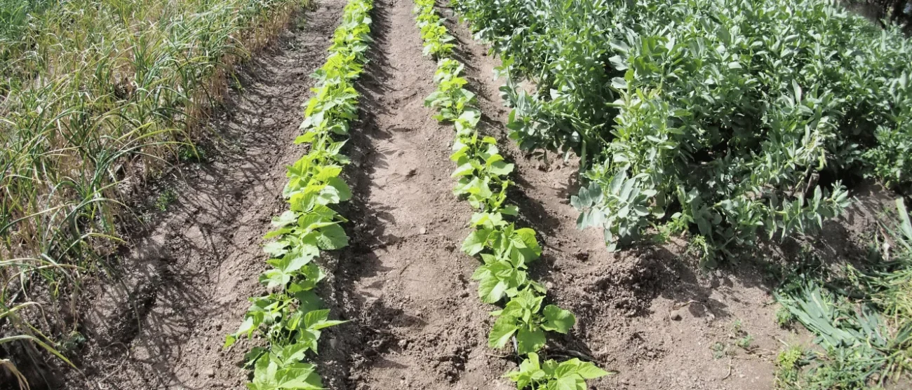 Cocciniglia su piante dell’orto e colture erbacee