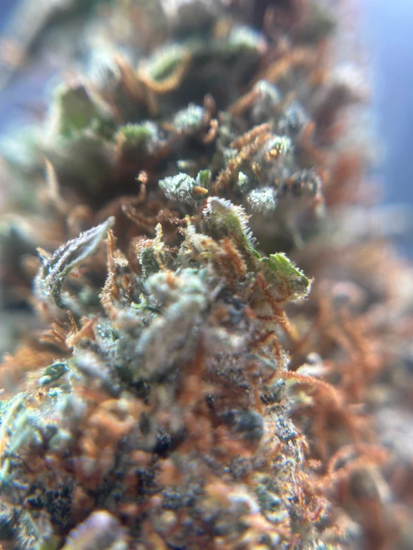 endreife trichome