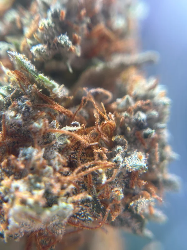 endreife trichome