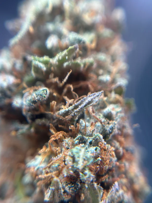 endreife trichome