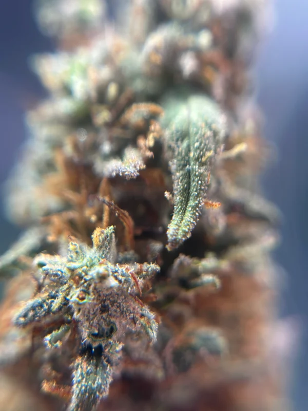 endreife trichome