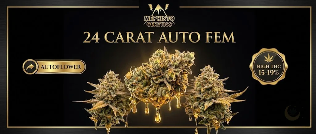 Un banner lussuoso e sofisticato con un tema oro e nero. Presenta cime di cannabis ricoperte di cristalli dorati, con un'elegante tipografia. Include i badge dorati "Autoflower" e "High THC 15-19%", evocando un aroma fruttato e terroso.