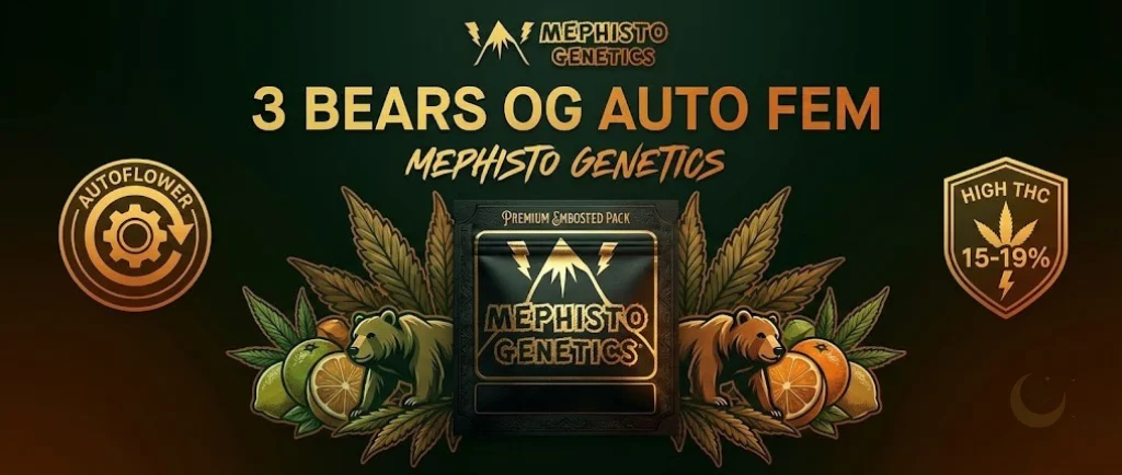 3 Bears OG Auto Fem: Un design ispirato alla foresta con toni verde scuro e ambra. Caratterizzato da un'illustrazione di tre orsi e foglie di cannabis, con accenni agrumati e terrosi. Include i badge "Autoflower" e "High THC 15-19%" in uno stile OG moderno.