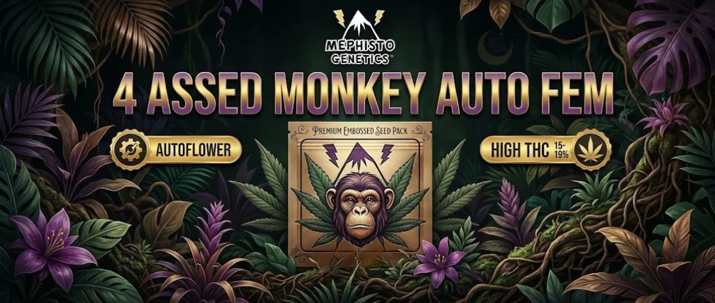 4 Assed Monkey Auto Fem: Un banner audace a tema giungla con una tavolozza di colori verde scuro e viola. Mostra un'illustrazione di una scimmia circondata da fogliame lussureggiante e fiori esotici, con una forte atmosfera terrosa e i badge "Autoflower" e "High THC 15-19%".