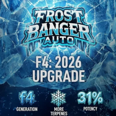 FAST BUDS - FROSTBANGER AUTO F4 FEM – Bild 2