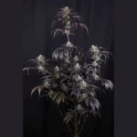 FAST BUDS - STRAWBERRY GORILLA AUTO RF3 FEM