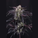 FAST BUDS - STRAWBERRY GORILLA AUTO RF3 FEM - Image 2