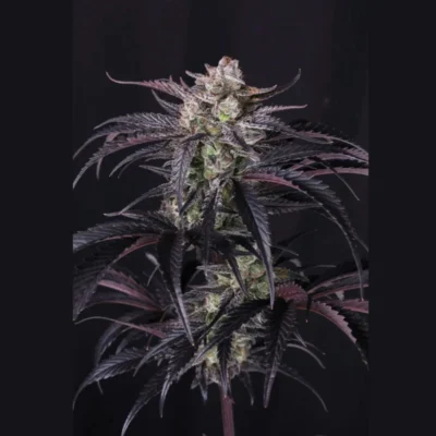 FAST BUDS - STRAWBERRY GORILLA AUTO RF3 FEM - immagine 2