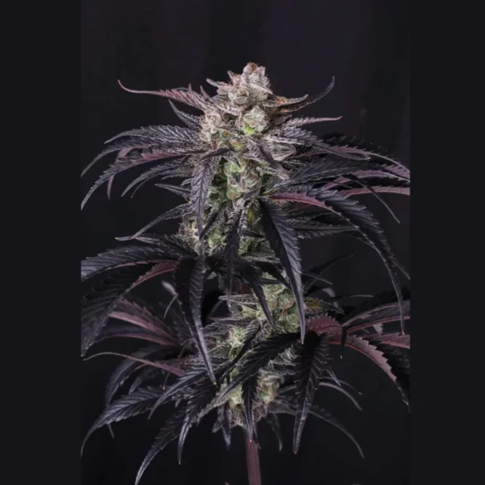 FAST BUDS - STRAWBERRY GORILLA AUTO RF3 FEM - Image 2