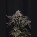 FAST BUDS - Z42 FEM – Bild 2
