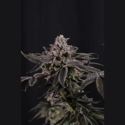 FAST BUDS - Z42 FEM - immagine 2