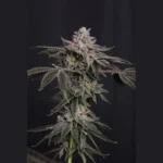FAST BUDS - Z42 FEM – Bild 3