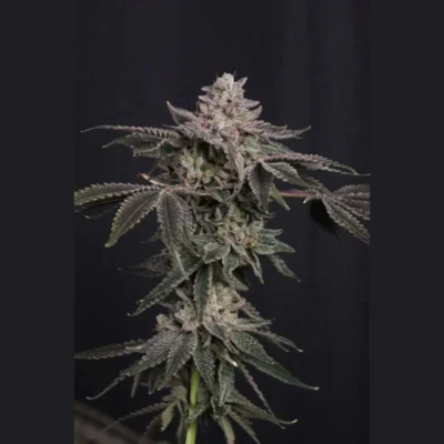 FAST BUDS - Z42 FEM - immagine 3