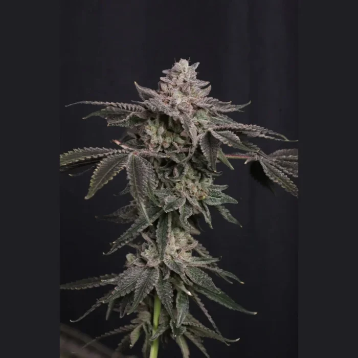 FAST BUDS - Z42 FEM – Bild 3