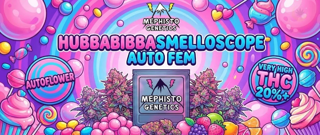 Hubbabubbasmelloscope Auto Fem: Un banner vibrante e giocoso con un'estetica da caramella e bubblegum. Esplode con colori rosa e blu elettrico, tra bolle, lecca-lecca e dolciumi. Include i badge "Autoflower" e "Very High THC 20%+".