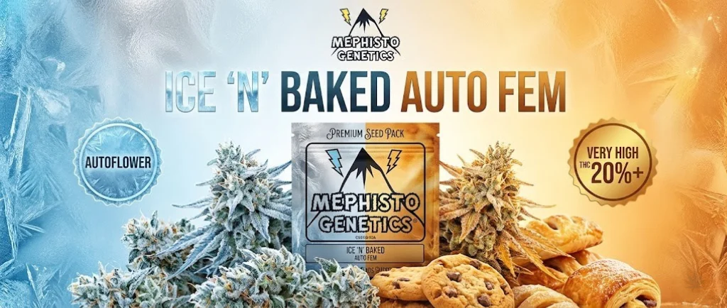 Ice ‘N’ Baked Auto Fem: Un contrasto mozzafiato tra ghiaccio e calore. Il banner è diviso tra un lato blu ghiaccio con cristalli e un lato ambra caldo con prodotti da forno dorati. Include i badge "Autoflower" e "Very High THC 20%+".