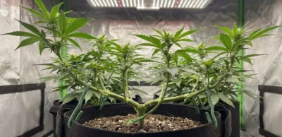 Scopri l'LST Low Stress Training: come aumentare la resa del 20-40%. Guida pratica su piegatura e gestione della chioma per risultati ottimali.