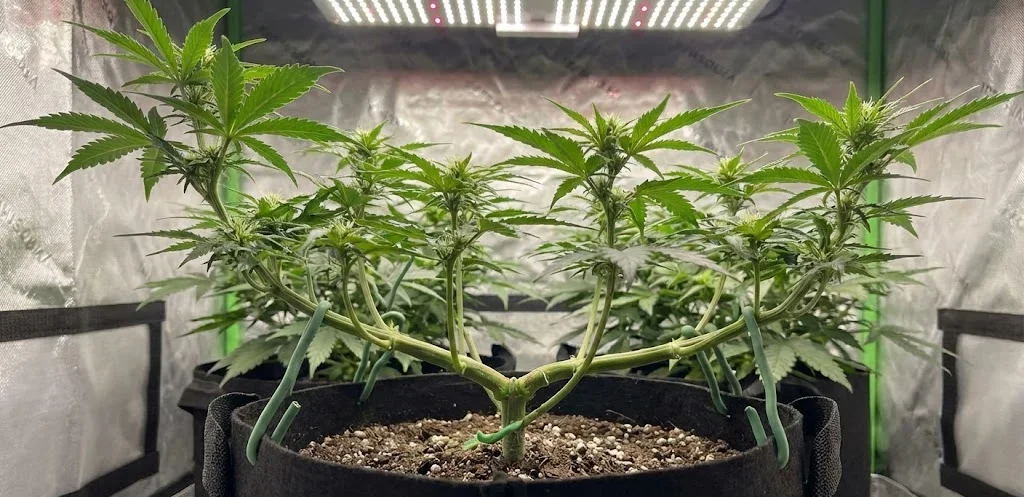 Scopri l'LST Low Stress Training: come aumentare la resa del 20-40%. Guida pratica su piegatura e gestione della chioma per risultati ottimali.