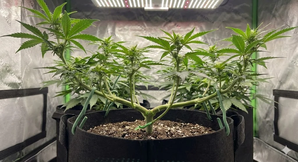 Tecnica LST cannabis Low Stress Training per massimizzare il raccolto