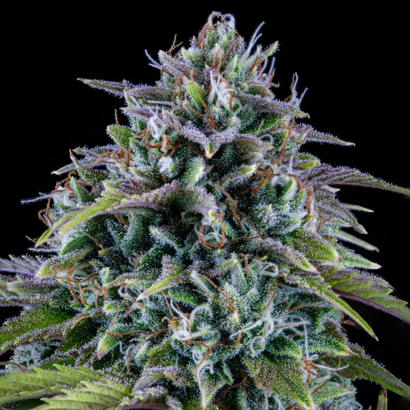 MEPHISTO-GENETICS-24-CARAT-AUTO-FEM_plant.webp MEPHISTO GENETICS - 24 CARAT AUTO FEM | 3+2 SEMI - immagine 1