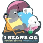 MEPHISTO GENETICS - 3 BEARS OG AUTO FEM | 3+2 SEMI - immagine 2