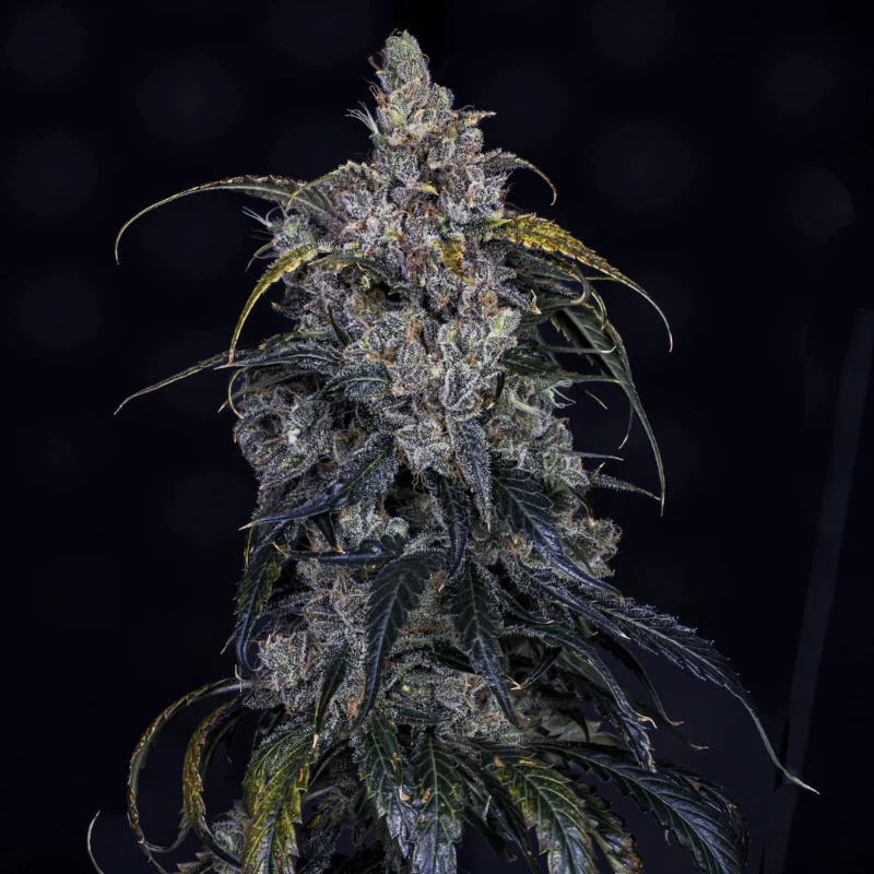 MEPHISTO-GENETICS-3-BEARS-OG-AUTO-FEM_plant.webp MEPHISTO GENETICS - 3 BEARS OG AUTO FEM | 3+2 SEMI - immagine 1