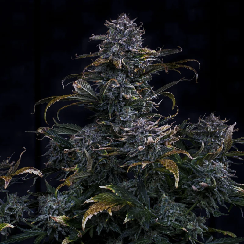 MEPHISTO-GENETICS-4-ASSED-MONKEY-AUTO-FEM_plant.webp MEPHISTO GENETICS - 4 ASSED MONKEY AUTO FEM | 3+2 SEMI - immagine 1