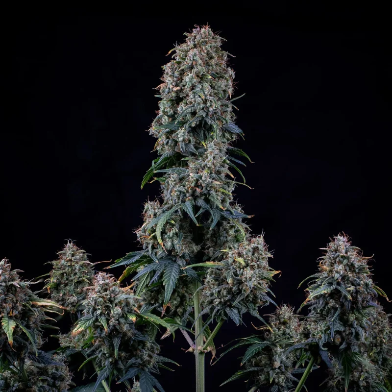 MEPHISTO-GENETICS-ALIEN-VS-TRIANGLE-AUTO-FEM_plant.webp MEPHISTO GENETICS - ALIEN VS: TRIANGLE AUTO FEM | 3+2 SEMI - immagine 1