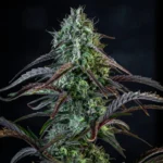 MEPHISTO GENETICS - ICE 'N' BAKED AUTO FEM | 3+2 SEMI