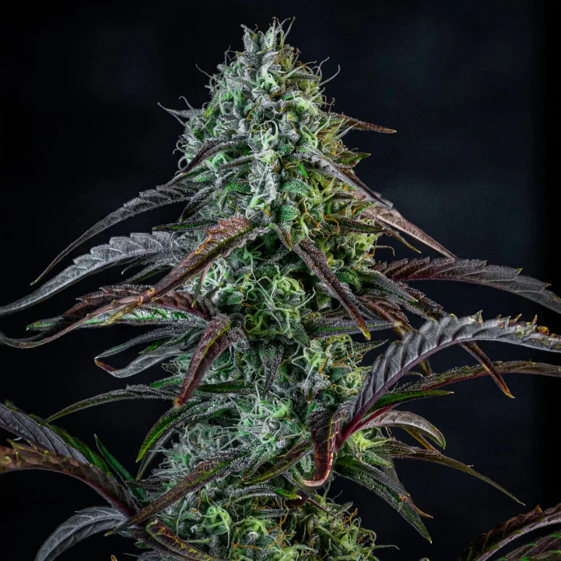 MEPHISTO-GENETICS-ICE-N-BAKED-AUTO-FEM_plant.webp MEPHISTO GENETICS - ICE 'N' BAKED AUTO FEM | 3+2 SEMI - immagine 1
