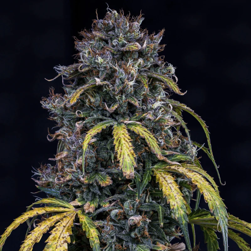 MEPHISTO-GENETICS-SUPER-ORANGE-HAZE-AUTO-FEM_plant.webp MEPHISTO GENETICS - SUPER ORANGE HAZE AUTO FEM | 3+2 SEMI - immagine 1