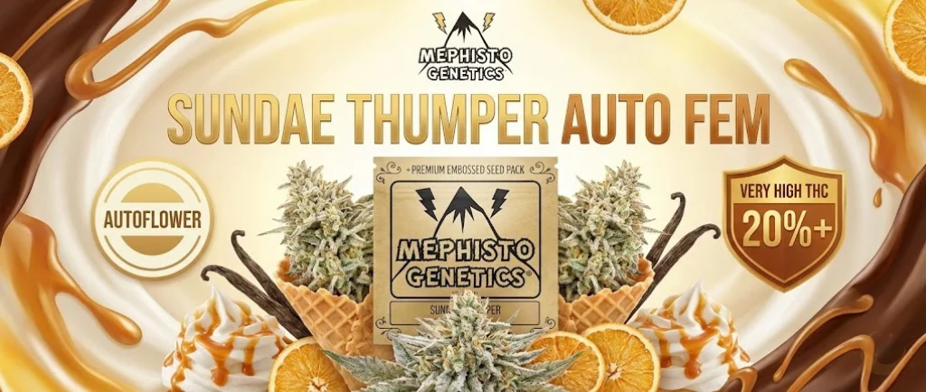 Sundae Thumper Auto Fem: Un'invitante estetica da dessert con crema, caramello e cioccolato. Mostra coni gelato con cime di cannabis, fette d'arancia e salse dolci. Include i badge "Autoflower" e "Very High THC 20%+".