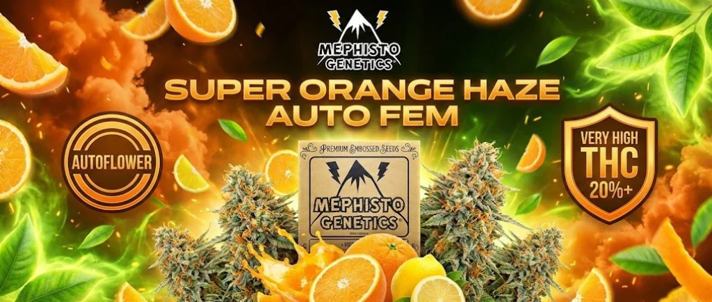 Super Orange Haze Auto Fem: Un'esplosione energetica di agrumi e haze. Con colori arancione vibrante e verde elettrico, presenta arance che esplodono e un effetto nebbia dinamico. Include i badge "Autoflower" e "Very High THC 20%+".