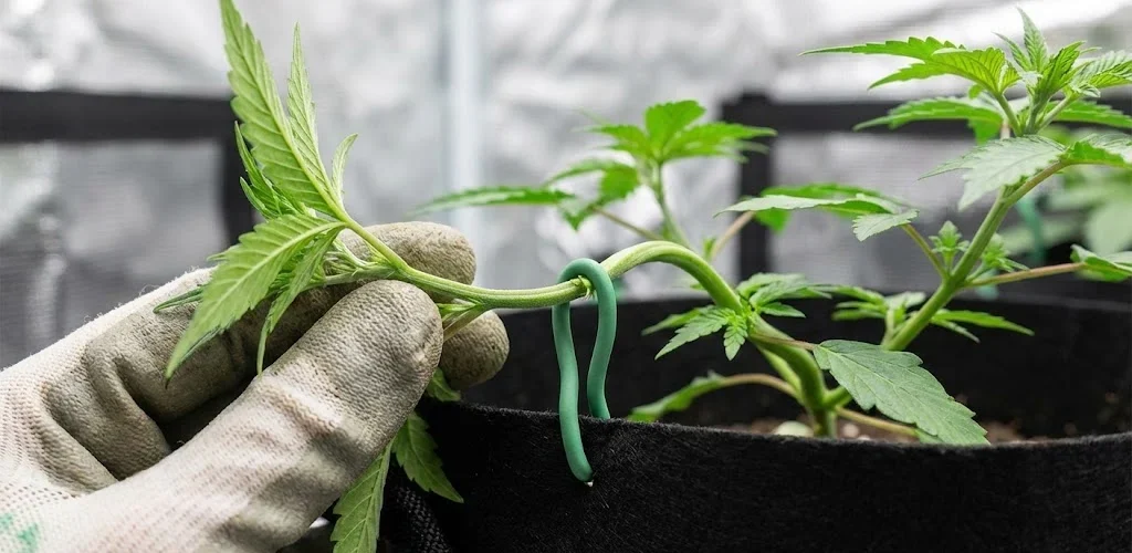 Manovra manuale per LST piegatura rami