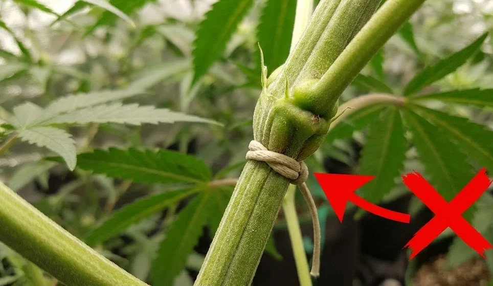 Strozzatura del fusto errore LST