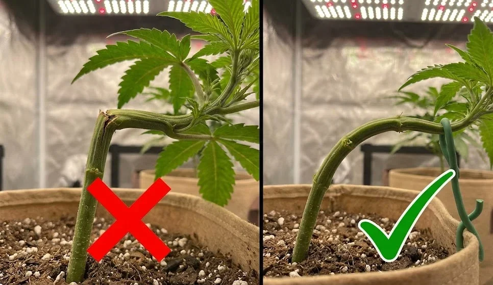 Errore LST ramo spezzato